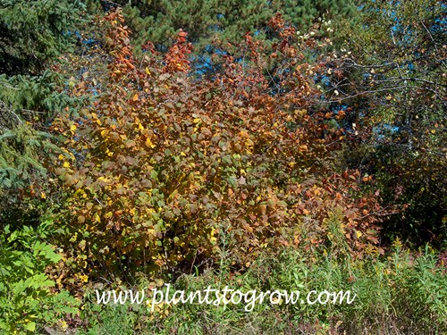 Mountain Maple (Acer spicatum) 
early fall